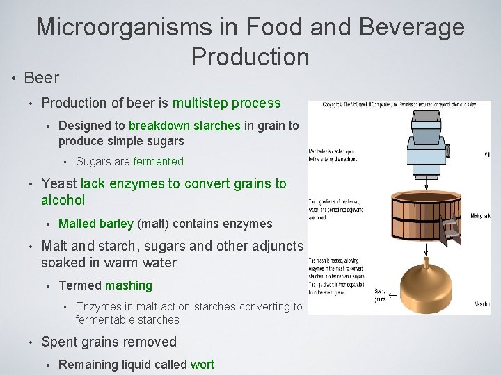 Microorganisms in Food and Beverage Production • Beer • Production of beer is multistep