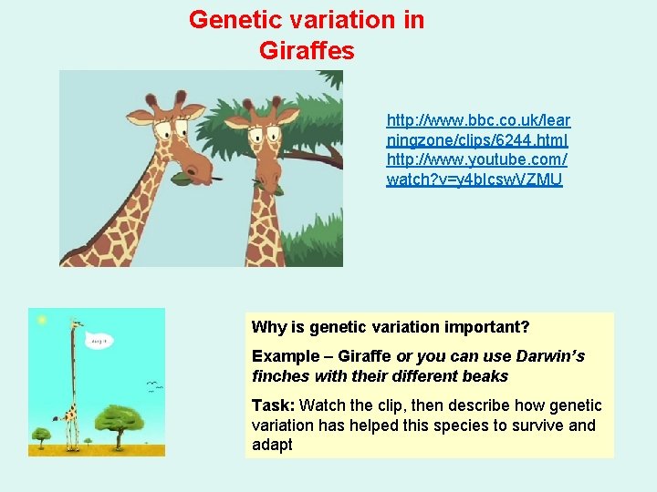 Genetic variation in Giraffes http: //www. bbc. co. uk/lear ningzone/clips/6244. html http: //www. youtube.
