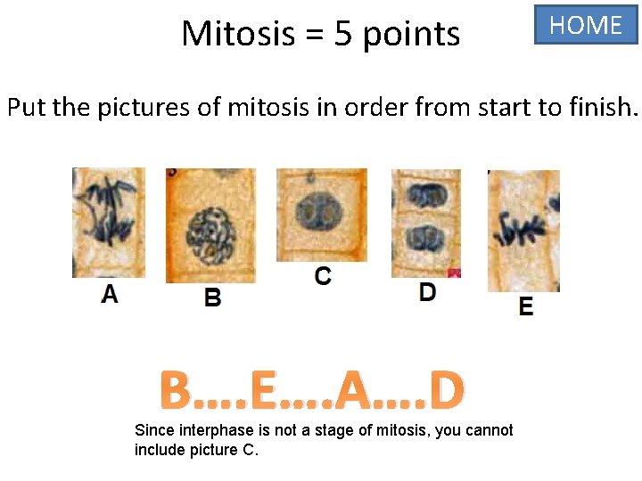 Mitosis = 5 points HOME Put the pictures of mitosis in order from start