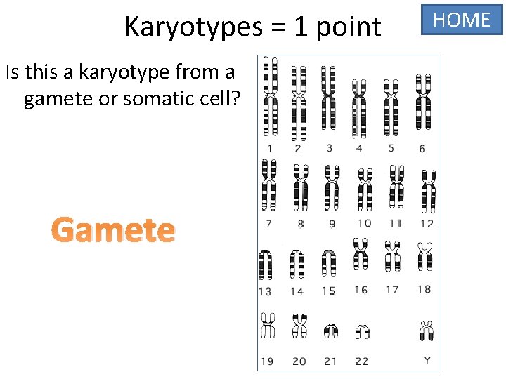 Karyotypes = 1 point Is this a karyotype from a gamete or somatic cell?