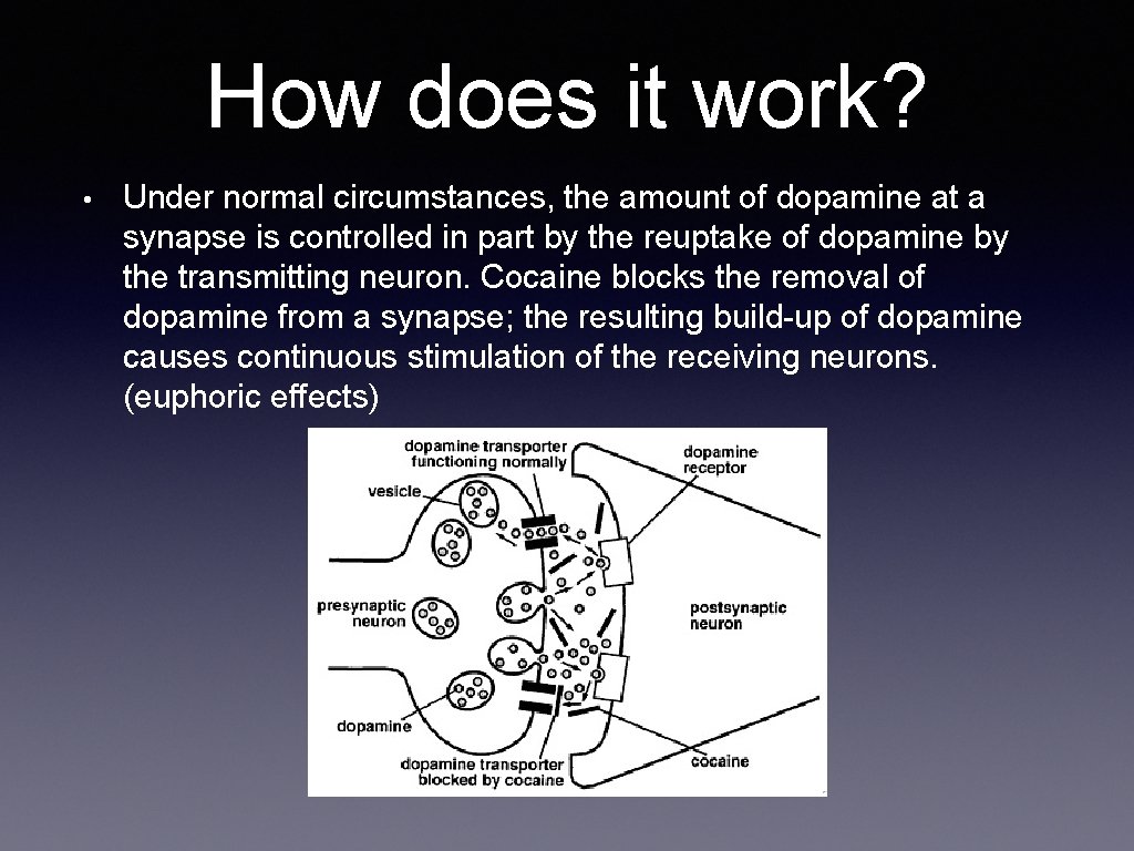 How does it work? • Under normal circumstances, the amount of dopamine at a