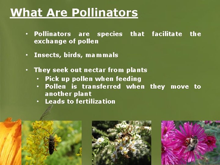 What Are Pollinators • Pollinators are species exchange of pollen that facilitate the •