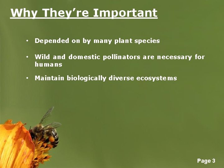 Why They’re Important • Depended on by many plant species • Wild and domestic