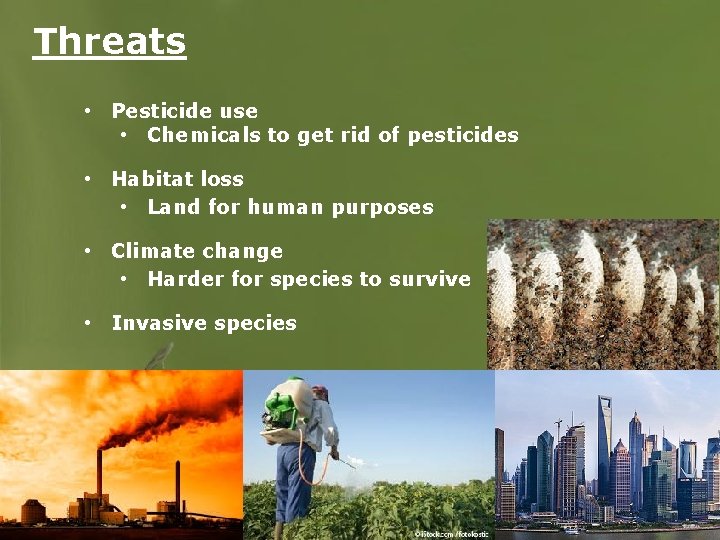 Threats • Pesticide use • Chemicals to get rid of pesticides • Habitat loss