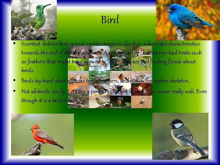 Bird • Scientist believe that special reptiles began to develop a bird like characteristics