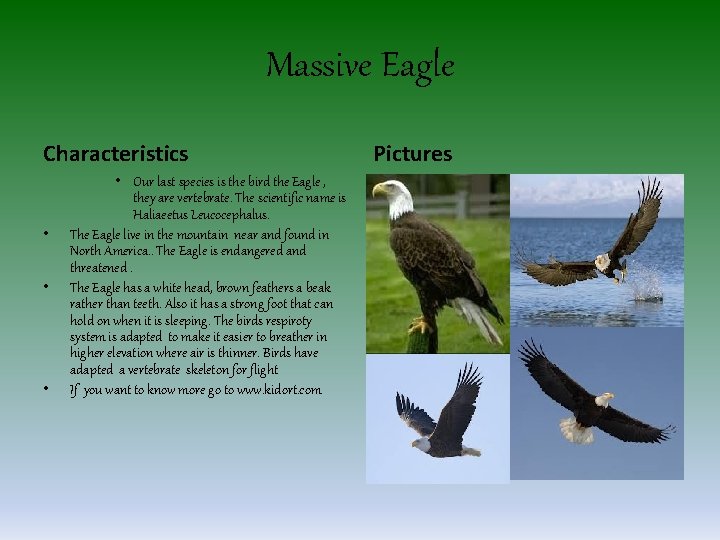 Massive Eagle Characteristics • • Our last species is the bird the Eagle ,