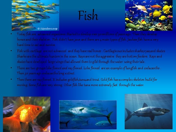 Fish • • Today fish are advanced organisms. Started to develop over 500 millions