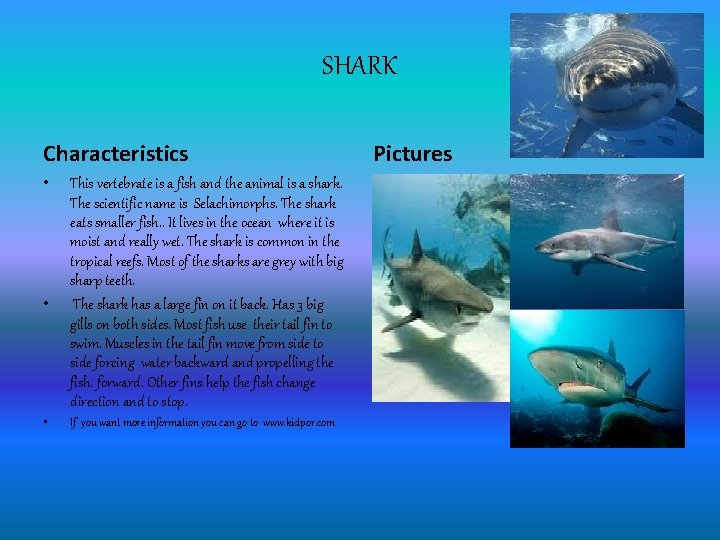 SHARK Characteristics • • • This vertebrate is a fish and the animal is