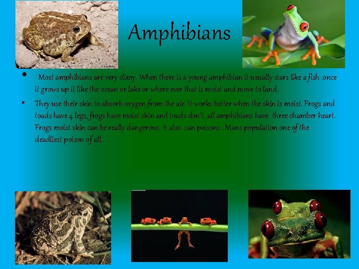 Amphibians • Most amphibians are very slimy. When there is a young amphibian it