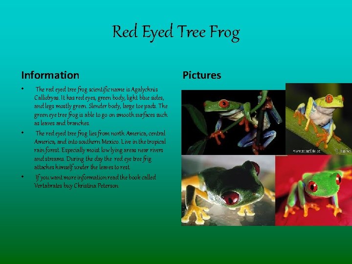 Red Eyed Tree Frog Information • • • The red eyed tree frog scientific