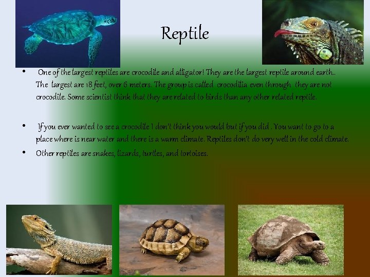 Reptile • • One of the largest reptiles are crocodile and alligator! They are