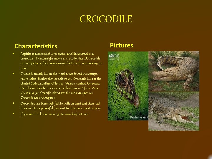 CROCODILE Characteristics • • Reptiles is a species of vertebrates and the animal is