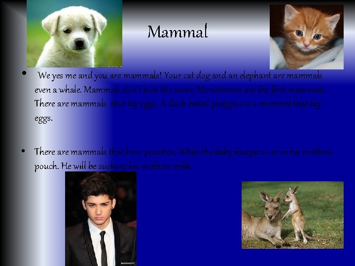 Mammal • We yes me and you are mammals! Your cat dog and an