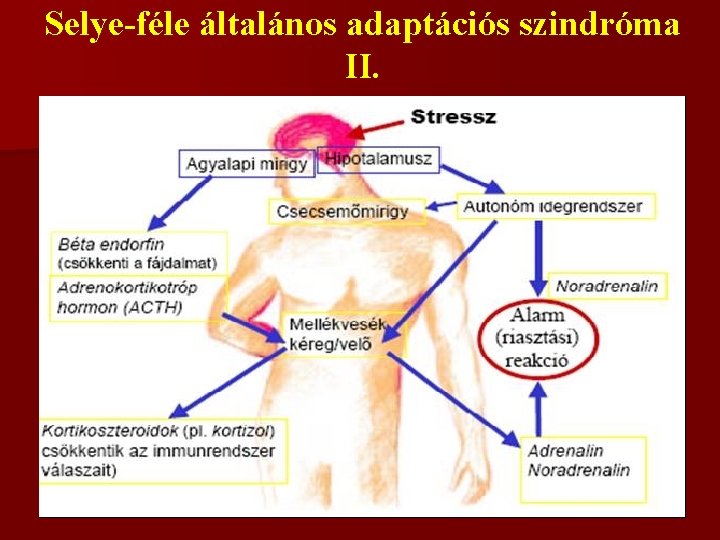 Selye-féle általános adaptációs szindróma II. 