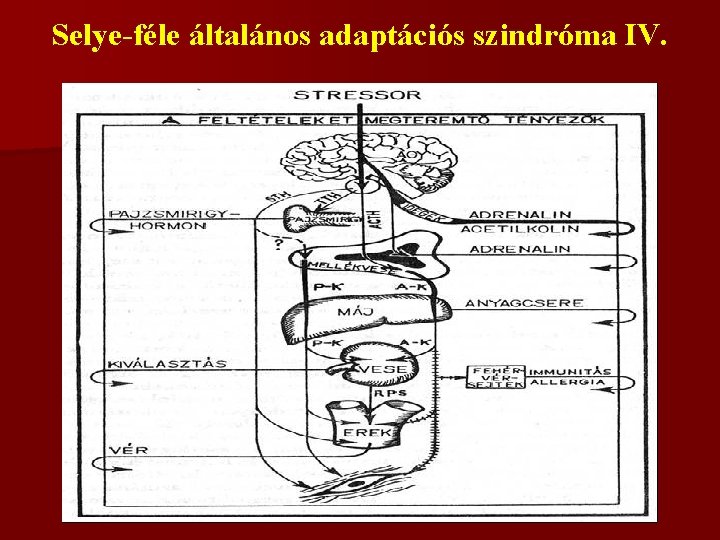 Selye-féle általános adaptációs szindróma IV. 