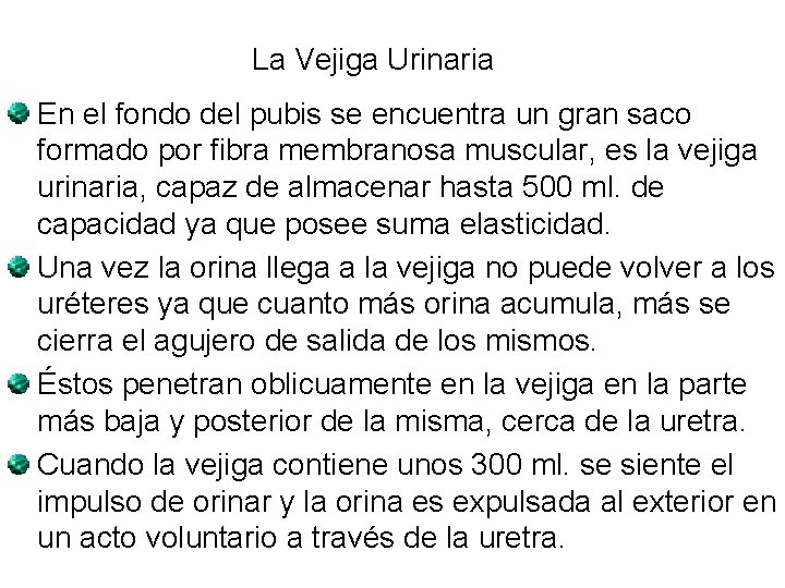 La Vejiga Urinaria En el fondo del pubis se encuentra un gran saco formado