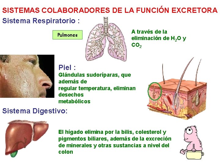 SISTEMAS COLABORADORES DE LA FUNCIÓN EXCRETORA Sistema Respiratorio : Pulmones A través de la
