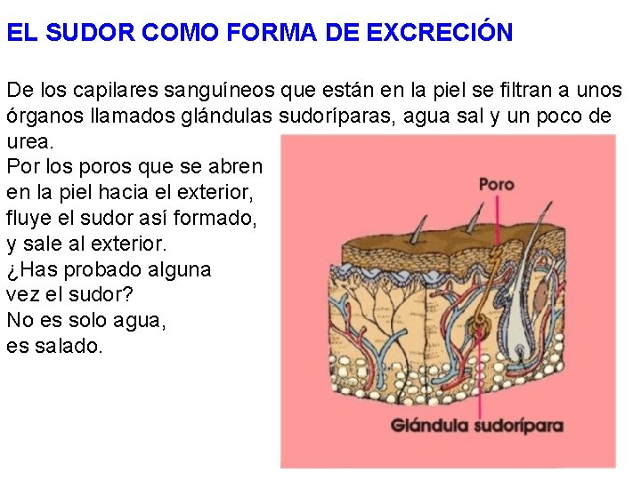 EL SUDOR COMO FORMA DE EXCRECIÓN De los capilares sanguíneos que están en la