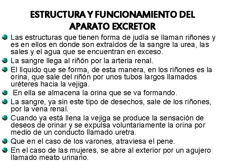 ESTRUCTURA Y FUNCIONAMIENTO DEL APARATO EXCRETOR Las estructuras que tienen forma de judía se