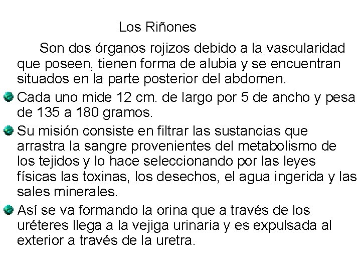 Los Riñones Son dos órganos rojizos debido a la vascularidad que poseen, tienen forma