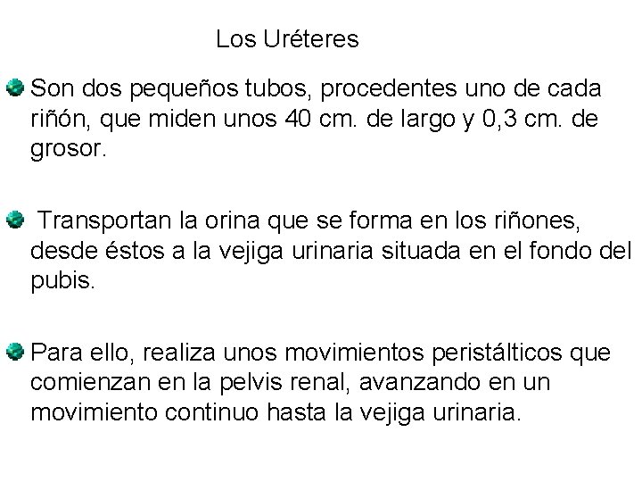 Los Uréteres Son dos pequeños tubos, procedentes uno de cada riñón, que miden unos