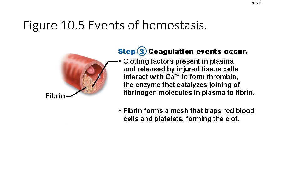 Slide 4 Figure 10. 5 Events of hemostasis. Fibrin Step 3 Coagulation events occur. Slide 4 Figure 10. 5 Events of hemostasis. Fibrin Step 3 Coagulation events occur.