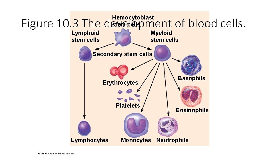 Hemocytoblast stem cells Myeloid stem cells Figure 10. 3 The development of blood cells.