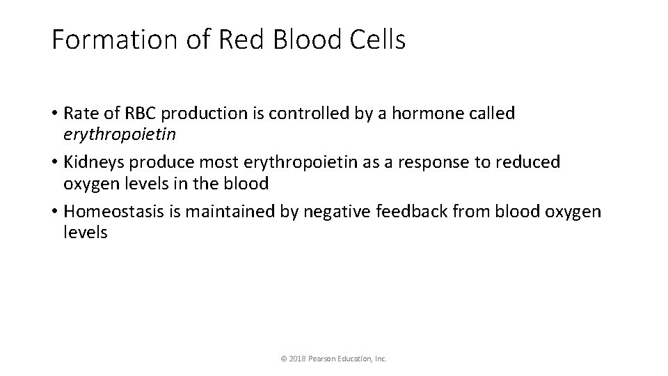 Formation of Red Blood Cells • Rate of RBC production is controlled by a