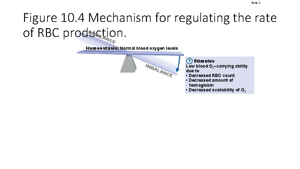 Slide 2 Figure 10. 4 Mechanism for regulating the rate of RBC production. IMB Slide 2 Figure 10. 4 Mechanism for regulating the rate of RBC production. IMB