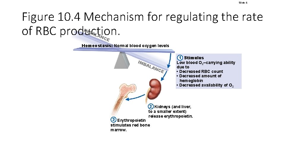 Slide 4 Figure 10. 4 Mechanism for regulating the rate of RBC production. IMB Slide 4 Figure 10. 4 Mechanism for regulating the rate of RBC production. IMB