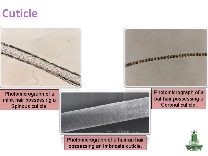 Cuticle Photomicrograph of a bat hair possessing a Coronal cuticle. Photomicrograph of a mink