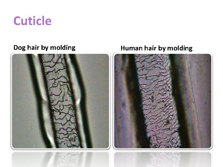 Cuticle Dog hair by molding Human hair by molding 