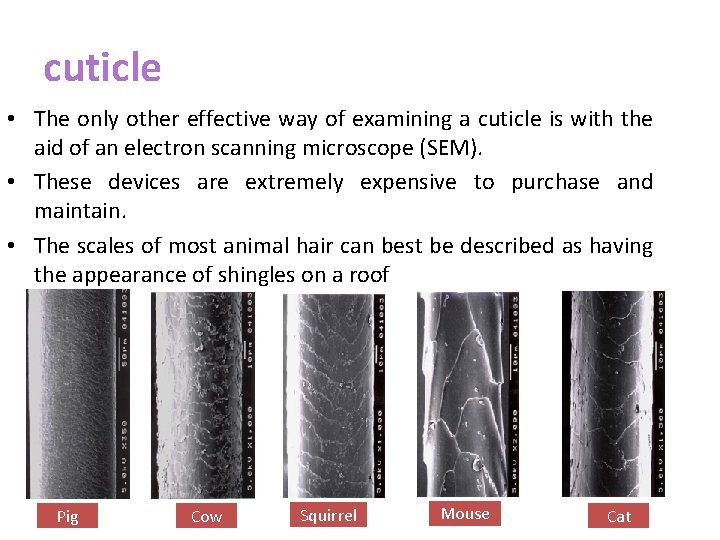cuticle • The only other effective way of examining a cuticle is with the