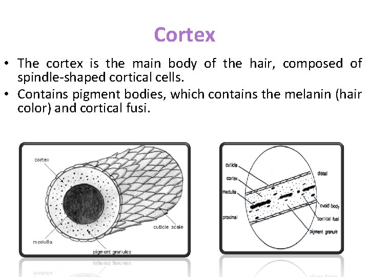 Cortex • The cortex is the main body of the hair, composed of spindle-shaped