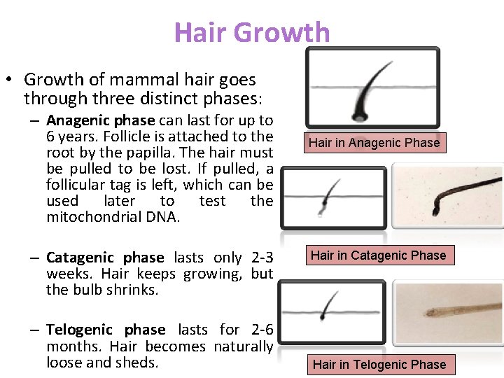 Hair Growth • Growth of mammal hair goes through three distinct phases: – Anagenic