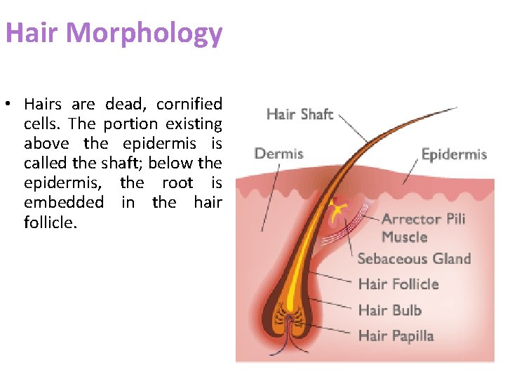 Hair Morphology • Hairs are dead, cornified cells. The portion existing above the epidermis