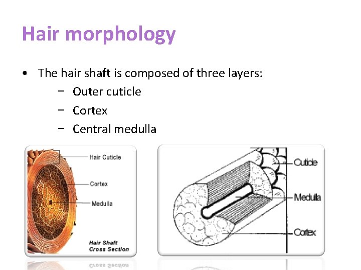 Hair morphology • The hair shaft is composed of three layers: − Outer cuticle