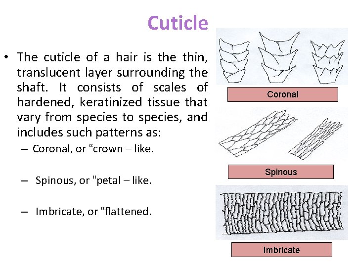 Cuticle • The cuticle of a hair is the thin, translucent layer surrounding the