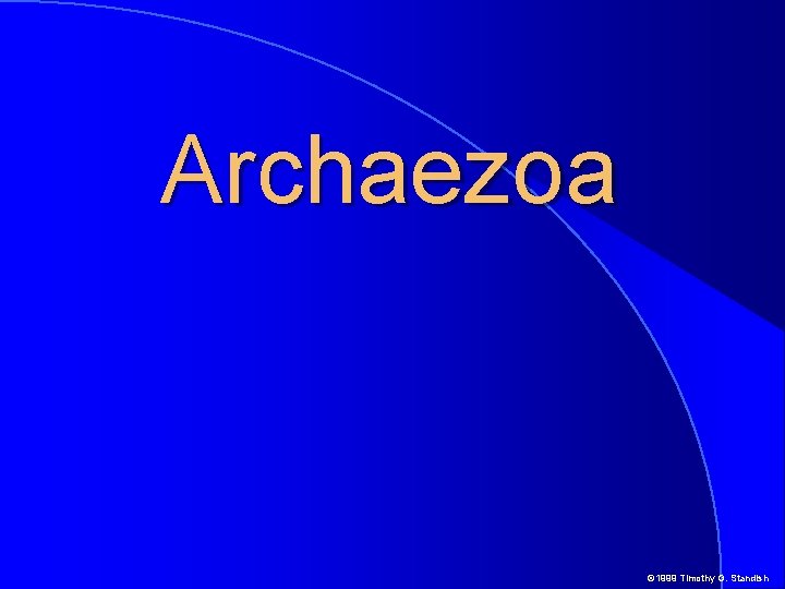 Archaezoa © 1999 Timothy G. Standish 