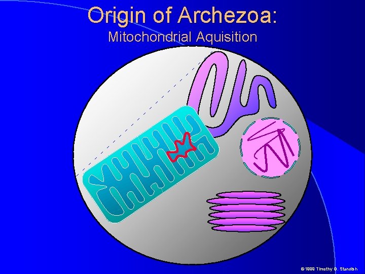 Origin of Archezoa: Mitochondrial Aquisition © 1999 Timothy G. Standish 