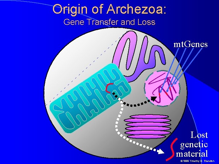 Origin of Archezoa: Gene Transfer and Loss mt. Genes Lost genetic material © 1999