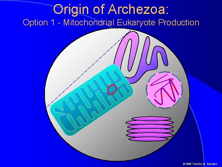 Origin of Archezoa: Option 1 - Mitochondrial Eukaryote Production © 1999 Timothy G. Standish