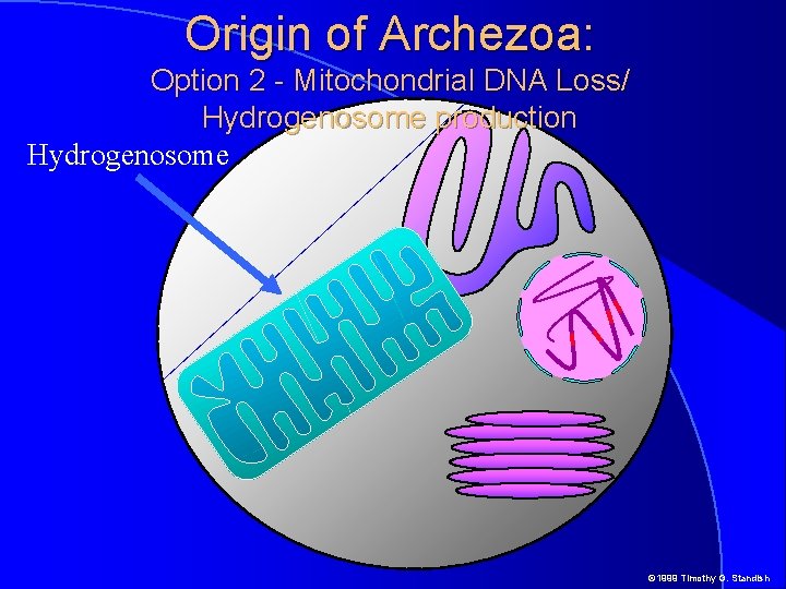 Origin of Archezoa: Option 2 - Mitochondrial DNA Loss/ Hydrogenosome production Hydrogenosome © 1999