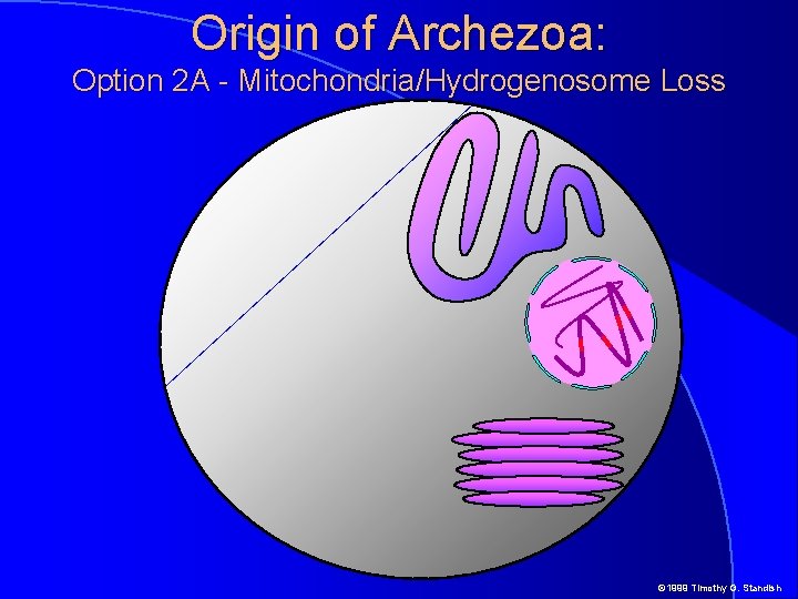 Origin of Archezoa: Option 2 A - Mitochondria/Hydrogenosome Loss © 1999 Timothy G. Standish