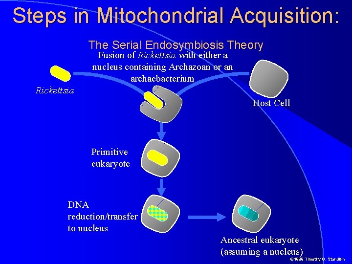 Steps in Mitochondrial Acquisition: The Serial Endosymbiosis Theory Fusion of Rickettsia with either a