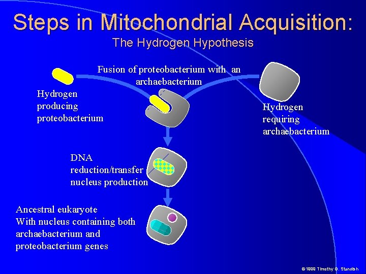 Steps in Mitochondrial Acquisition: The Hydrogen Hypothesis Fusion of proteobacterium with an archaebacterium Hydrogen