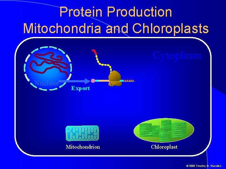 Protein Production Mitochondria and Chloroplasts Cytoplasm Nucleus G AAAAAA Export Mitochondrion Chloroplast © 1999