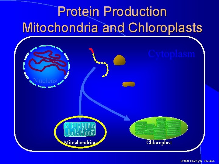 Protein Production Mitochondria and Chloroplasts Cytoplasm Nucleus Mitochondrion Chloroplast © 1999 Timothy G. Standish