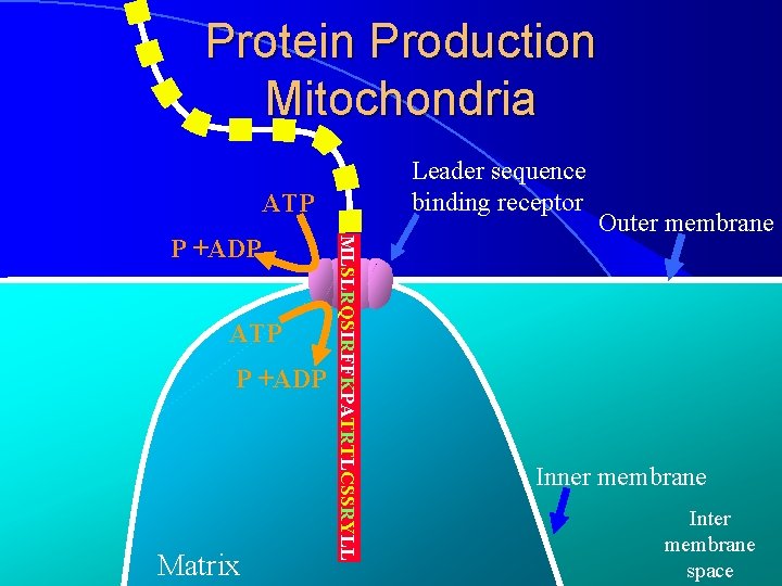Protein Production Mitochondria Leader sequence binding receptor ATP P +ADP Matrix MLSLRQSIRFFKPATRTLCSSRYLL P +ADP