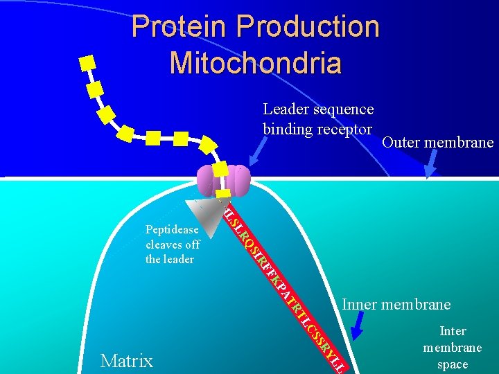 Protein Production Mitochondria Leader sequence binding receptor LS M LR QS IR Peptidease cleaves